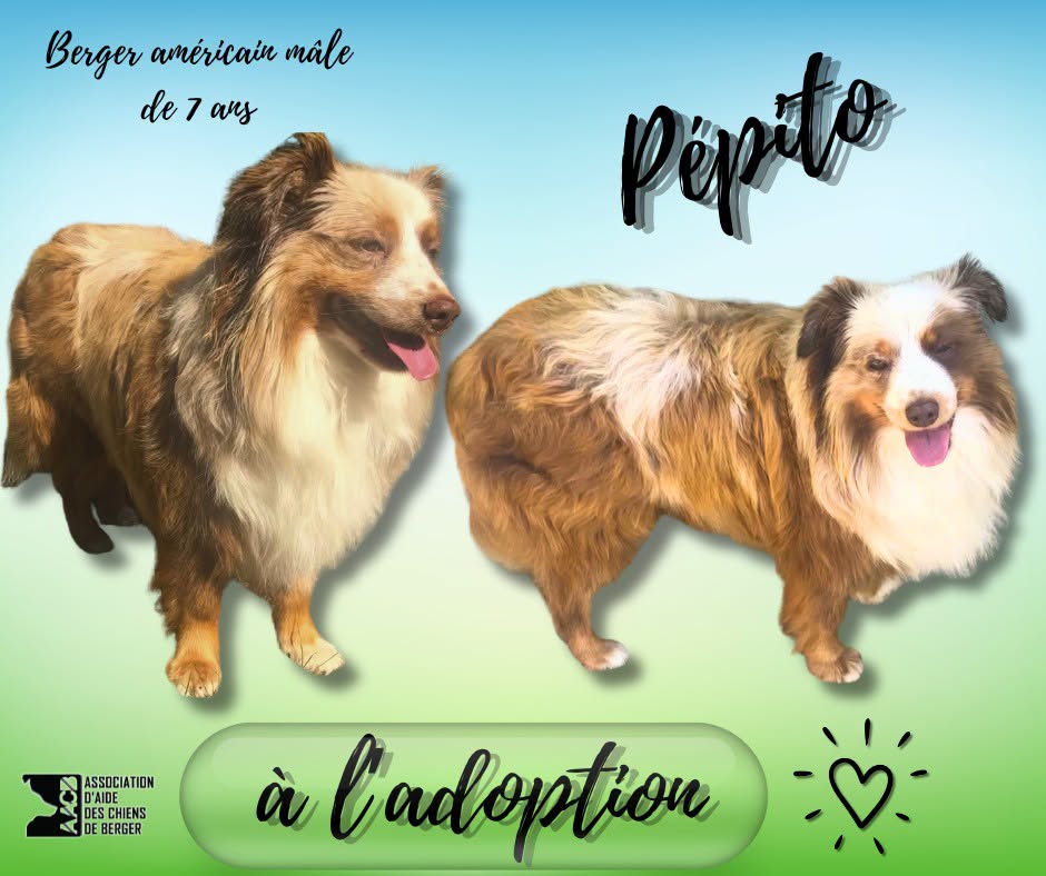 🐾💛 REÏS ATTEND TOUJOURS SA FAMILLE POUR LA VIE ! 💛🐾 Et pourtant, cette adorable Berger Américain de 6 ans a tellement d'amour à offrir ! 🥰 ❤️ Douce, calme, câline et très proche de l'humain, Reïs est une véritable petite pot de colle. À la maison, elle est propre, sage et discrète. Une petite chienne très agréable à vivre ! 🌿 Elle adore les promenades, se montre attentive à ses humains et s'entend bien avec ses congénères. Les chats ne semblent pas non plus la perturber. 🐶 Son petit point faible ? Reïs peut encore prendre peur face à l'inconnu et chercher à fuir. Elle a donc besoin d'une famille patiente, douce et rassurante, qui saura respecter son rythme et poursuivre son éducation. 💛 Reïs ne cherche pas une famille parfaite, mais une famille qui lui corresponde vraiment ! Nous avons reçu très peu de candidatures pour elle et, jusqu'à présent, aucune ne répondait réellement à ses besoins. 🙏 Alors, aidons cette adorable louloute à rencontrer les bonnes personnes ! Un simple partage peut parfois changer toute une vie. ❤️ 📍 Visible dans le 95 🚗 Pas de co-voiturage possible, une rencontre est indispensable. 🏢 Appartement possible. 🇫🇷 Adoption uniquement en France métropolitaine. 💌 Vous pensez pouvoir répondre à ses besoins et lui offrir la vie qu'elle mérite ? Alors n'hésitez pas à remplir notre questionnaire d'adoption : Questionnaire préalable à l'adoption de l'Association d'aide des chiens de berger 🐾💛 Ne laissons pas Reïs passer inaperçue !