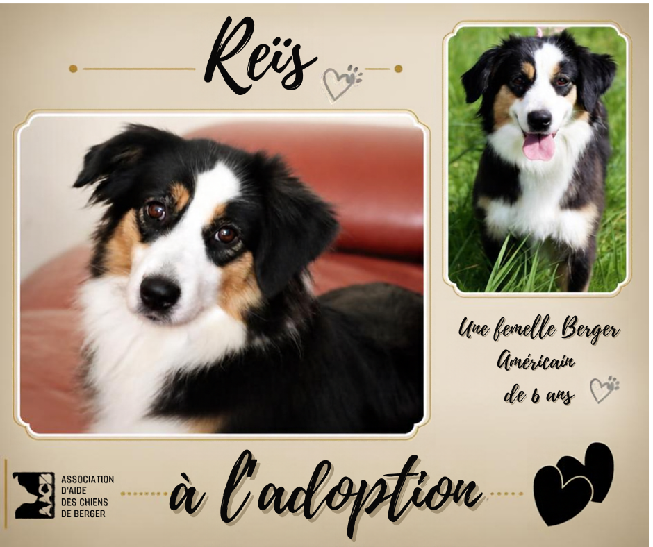 🐾💛 REÏS ATTEND TOUJOURS SA FAMILLE POUR LA VIE ! 💛🐾 Et pourtant, cette adorable Berger Américain de 6 ans a tellement d'amour à offrir ! 🥰 ❤️ Douce, calme, câline et très proche de l'humain, Reïs est une véritable petite pot de colle. À la maison, elle est propre, sage et discrète. Une petite chienne très agréable à vivre ! 🌿 Elle adore les promenades, se montre attentive à ses humains et s'entend bien avec ses congénères. Les chats ne semblent pas non plus la perturber. 🐶 Son petit point faible ? Reïs peut encore prendre peur face à l'inconnu et chercher à fuir. Elle a donc besoin d'une famille patiente, douce et rassurante, qui saura respecter son rythme et poursuivre son éducation. 💛 Reïs ne cherche pas une famille parfaite, mais une famille qui lui corresponde vraiment ! Nous avons reçu très peu de candidatures pour elle et, jusqu'à présent, aucune ne répondait réellement à ses besoins. 🙏 Alors, aidons cette adorable louloute à rencontrer les bonnes personnes ! Un simple partage peut parfois changer toute une vie. ❤️ 📍 Visible dans le 95 🚗 Pas de co-voiturage possible, une rencontre est indispensable. 🏢 Appartement possible. 🇫🇷 Adoption uniquement en France métropolitaine. 💌 Vous pensez pouvoir répondre à ses besoins et lui offrir la vie qu'elle mérite ? Alors n'hésitez pas à remplir notre questionnaire d'adoption : Questionnaire préalable à l'adoption de l'Association d'aide des chiens de berger 🐾💛 Ne laissons pas Reïs passer inaperçue !
