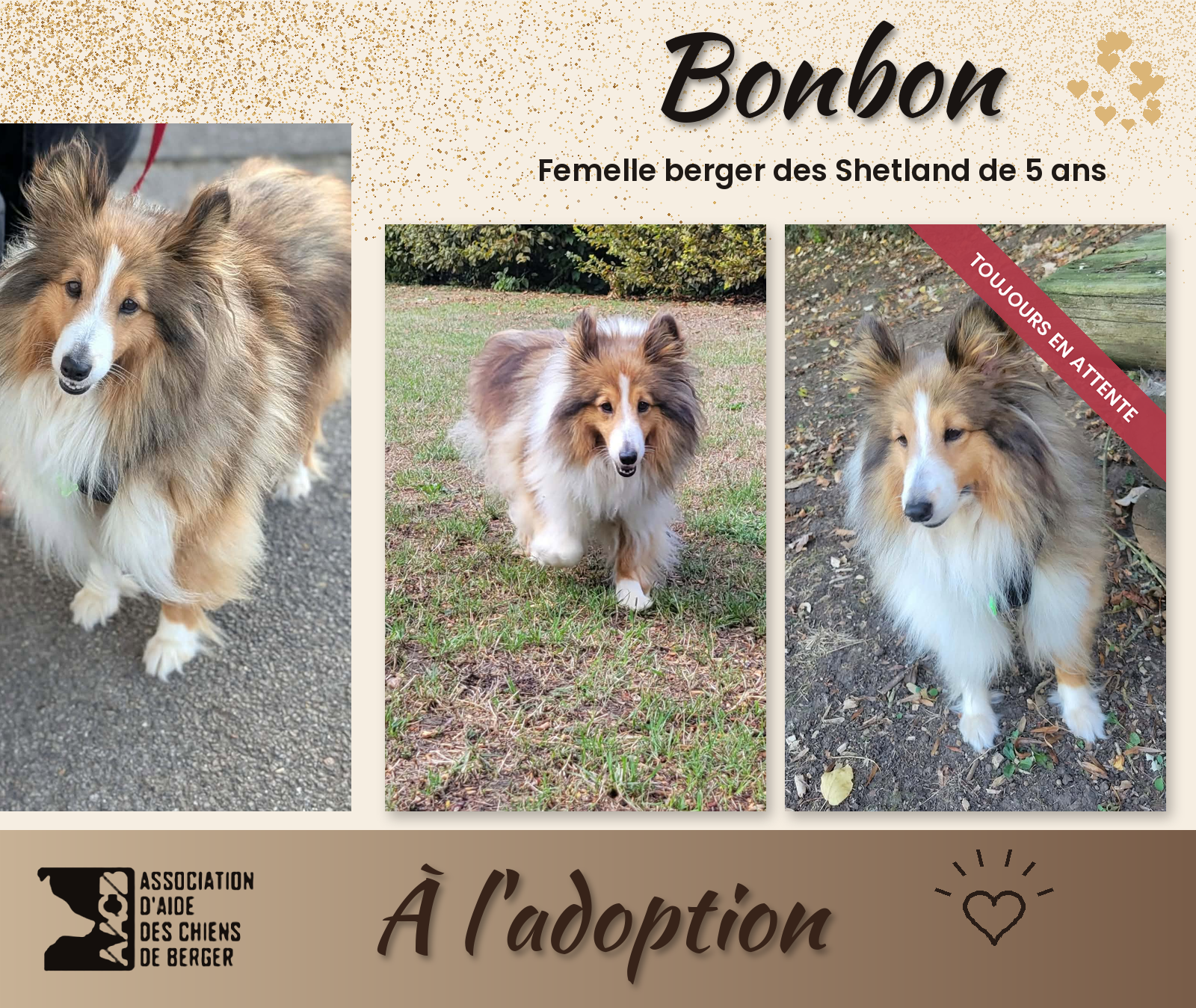 🍬 TOUJOURS À L'ADOPTION : BONBON 🍬 Personne ne l'a encore remarquée… et pourtant ! 🐾 Berger des Shetland – Femelle – 5 ans ✅ Stérilisée, vaccins à jour, déparasitée interne et externe 🐶 Congénères : OK, idéalement avec un chien bien équilibré 🐱 Chats : OK, avec un temps de vigilance 👶 Pas d'enfants en bas âge 🌳 Environnement rural ou semi-urbain 📍 Visible dans le 60 Bonbon, c'est un cœur tendre avec un sacré caractère ! Elle n'a d'yeux que pour ses humains, et chaque retrouvaille se transforme en véritable fête. 🎉 Très proche de l'humain, elle attend une famille présente, qui a envie de partager du temps et des activités avec elle. Arrivée avec quelques kilos en trop, elle retrouve peu à peu la ligne et prend de plus en plus goût aux balades. Une fois en forme, pourquoi pas l'agility ensemble ? En promenade, la demoiselle a une petite passion pour les portails : elle rentrerait volontiers chez tout le monde pour dire bonjour ! 😄 Un copain chien bien équilibré l'aiderait à aborder plus sereinement toutes les nouveautés de sa future vie. ⚠️ Point d'attention : Bonbon fait de la protection de ressources sur les objets à mâcher et les jouets. Ce comportement devra être travaillé, et sa future famille devra rester vigilante. Avec les chats, un temps d'adaptation et de surveillance sera nécessaire. 💛 Vous pensez pouvoir répondre à ses besoins et lui offrir la vie qu'elle mérite ? Remplissez notre questionnaire d'adoption 📌 Visible dans le 60 🚗 Pas de covoiturage possible : il est indispensable de venir rencontrer le chien. 🏢 L'adoption en appartement est possible, sauf indication contraire dans l'annonce. 🇫🇷 Adoptable uniquement en France métropolitaine. 🔁 Même si vous ne pouvez pas adopter, un partage peut tout changer pour Bonbon !
