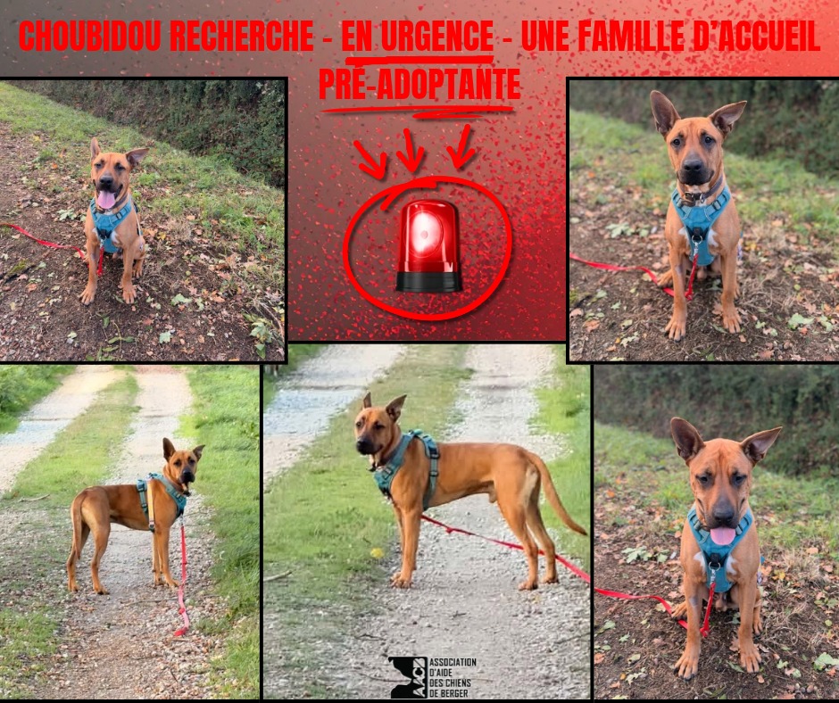 🐾💛 REÏS ATTEND TOUJOURS SA FAMILLE POUR LA VIE ! 💛🐾 Et pourtant, cette adorable Berger Américain de 6 ans a tellement d'amour à offrir ! 🥰 ❤️ Douce, calme, câline et très proche de l'humain, Reïs est une véritable petite pot de colle. À la maison, elle est propre, sage et discrète. Une petite chienne très agréable à vivre ! 🌿 Elle adore les promenades, se montre attentive à ses humains et s'entend bien avec ses congénères. Les chats ne semblent pas non plus la perturber. 🐶 Son petit point faible ? Reïs peut encore prendre peur face à l'inconnu et chercher à fuir. Elle a donc besoin d'une famille patiente, douce et rassurante, qui saura respecter son rythme et poursuivre son éducation. 💛 Reïs ne cherche pas une famille parfaite, mais une famille qui lui corresponde vraiment ! Nous avons reçu très peu de candidatures pour elle et, jusqu'à présent, aucune ne répondait réellement à ses besoins. 🙏 Alors, aidons cette adorable louloute à rencontrer les bonnes personnes ! Un simple partage peut parfois changer toute une vie. ❤️ 📍 Visible dans le 95 🚗 Pas de co-voiturage possible, une rencontre est indispensable. 🏢 Appartement possible. 🇫🇷 Adoption uniquement en France métropolitaine. 💌 Vous pensez pouvoir répondre à ses besoins et lui offrir la vie qu'elle mérite ? Alors n'hésitez pas à remplir notre questionnaire d'adoption : Questionnaire préalable à l'adoption de  l'Association d'aide des chiens de berger 🐾💛 Ne laissons pas Reïs passer inaperçue !